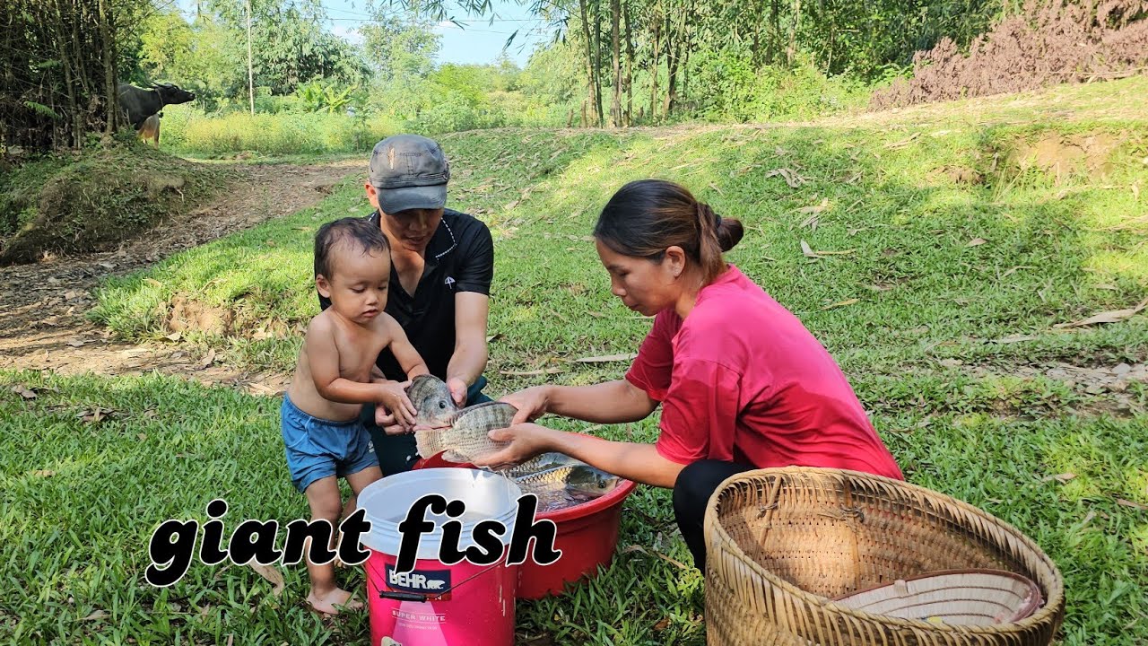 Meet a giant school of fish - How to catch and trap giant fish on a hot ...