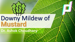 Lecture on Downy Mildew of Mustard | Peronospora parasitica |Downy Mildew Diseases