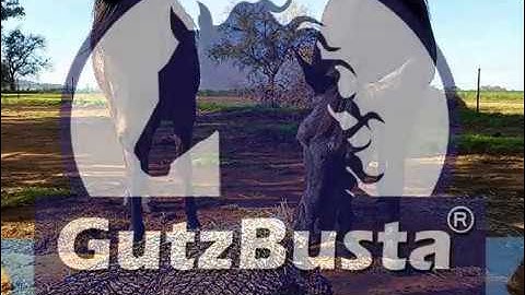 Slow Feed Hay Nets - 3cm Large GutzBusta Slow Feed Hay Nets