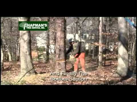 Tree Trimming Company Atlanta | Tree And Stump Removal Service | Stump Grinding