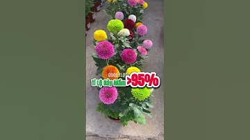 Bạn Có 1 Khoảng Sân Trống Chưa Biết Trồng Hoa Gì Để Chơi Tết?#huynhbachhoa #hoatet2024 #hoa