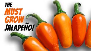 What You Need to Know About the Orange Spice Jalapeno!