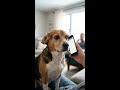 Why Zoom Calls Traumatize Your Dog #Shorts