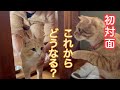 ２匹の相性は？先住猫と初対面、はじめてのお風呂、新しい名前、去勢手術を終えて