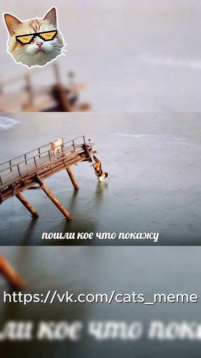 Мемные котики :) - YouTube