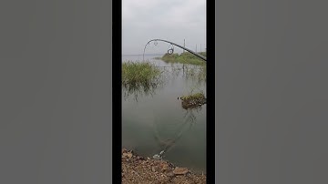 Cá lóc đập sông ray tự nhiên | T1 lên hàng | Long chu du fishing