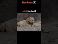 The Most Ferocious Lion Roars ☠️💀🥶 #viral #viralvideo #youtubeshorts