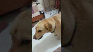astrologer ban gya😂 #goldenretriever #trendingshorts #ytshorts #dog #comedy #funny #puppy #dogshorts