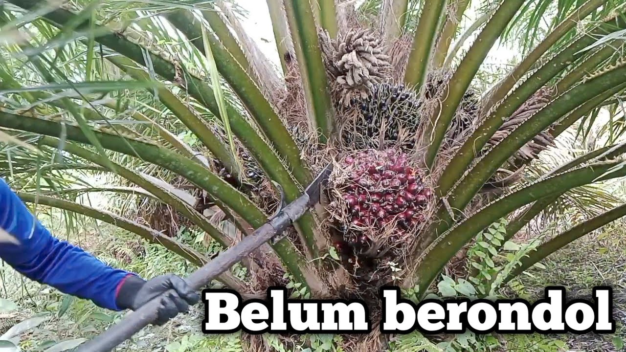 Belum berondol tetap dipanen || panen kelapa sawit kalimantan