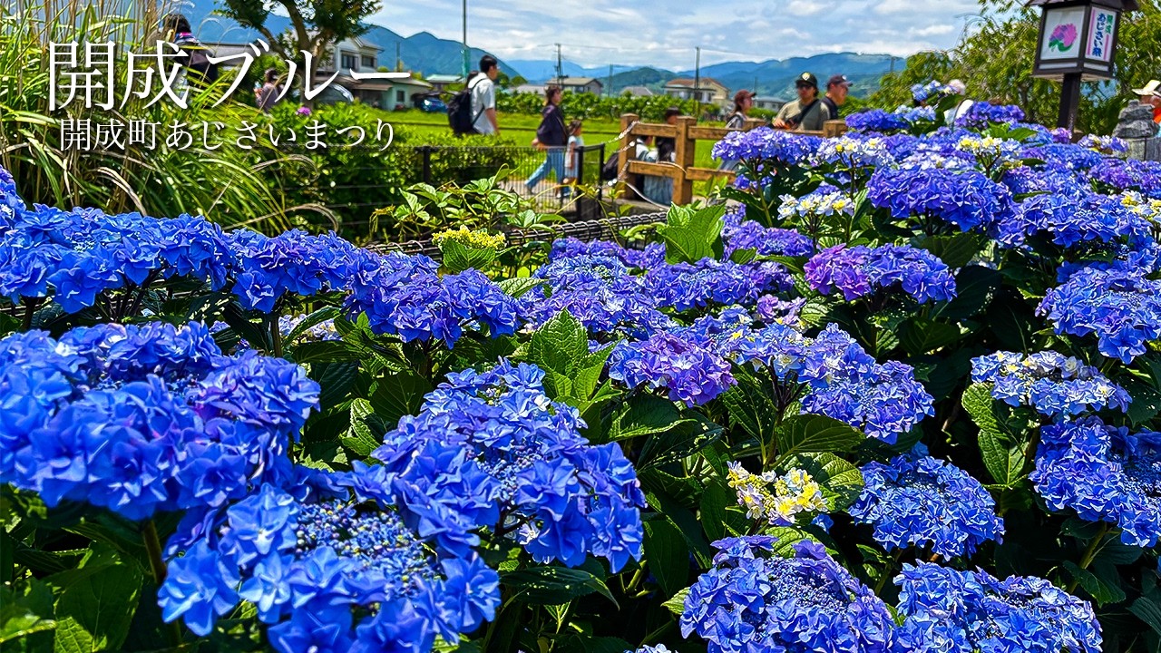 ルドゥーテ　Hortensiaあじさい Kaisei Hydrangea Festival 2026 | Beautiful Blue Hydrangeas in