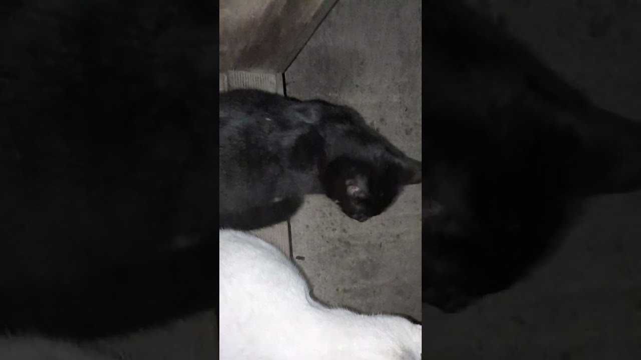 엄마가 돌아온 한 밤의 난리 부르스 