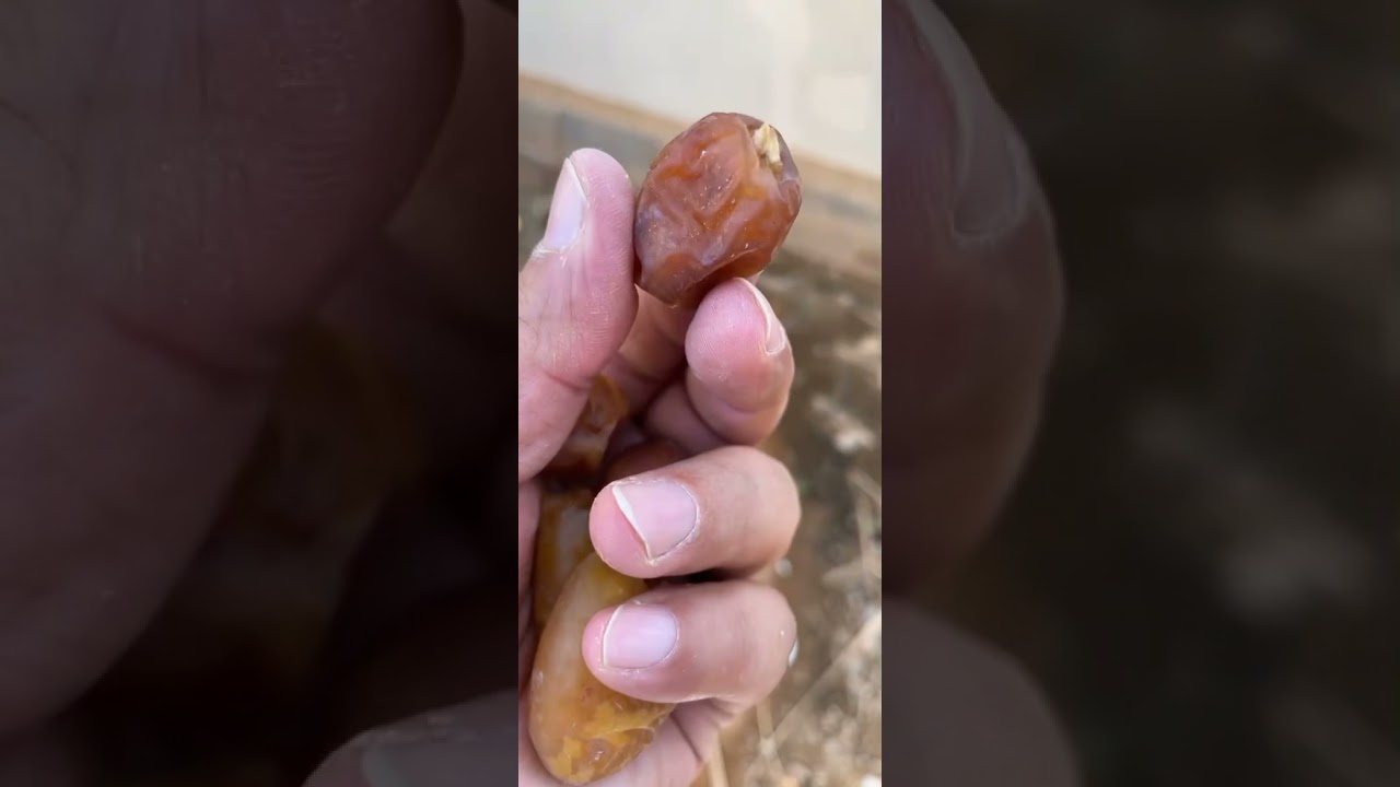 برنامج الري لجميع أنواع النخيل المثمر في جميع المناطق