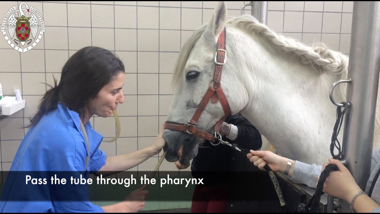 Nasogastric tube placement in the horse YouTube