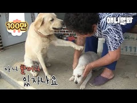 시골개만 예뻐하는 할머니땜에 사투리라도 배우고 싶은 서울개ㅋㅋㅣRetriever Dog <strong>Asks</strong> His Grandma To Take A Look At Him Too