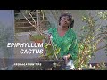 How to propagate and repot the epiphyllum plant  the orchid cactus