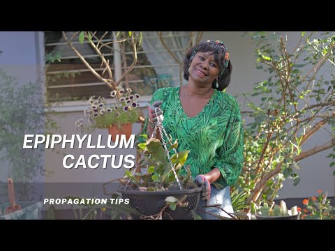 How To Propagate And Re-Pot The Epiphyllum Plant | The Orchid Cactus