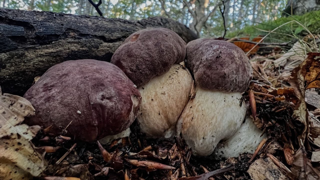 PORCINI INCREDIBILI di SETTEMBRE 2025 MAI VISTI COSI'!!