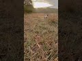 Youth pheasant weekend 2025 #hunting  #uplandhunting
