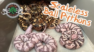 Scaleless Ball Python Clutch #8