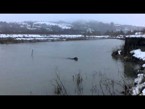 ლედი და იხვი