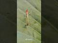 La naturaleza no avisa, simplemente sucede.En una Mantis demuestra su precisión perfecta.