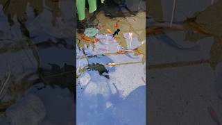 Perfect water quality and healthy fish every time #nature #pond #aquarium #diy #bogfilter