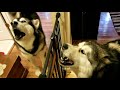 Howling Malamute's & A Blue Bay Shepherd