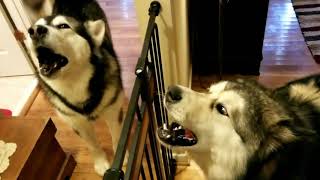 Howling Malamute's & A Blue Bay Shepherd