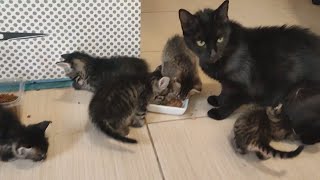 mother cat went to her kittens 🤍