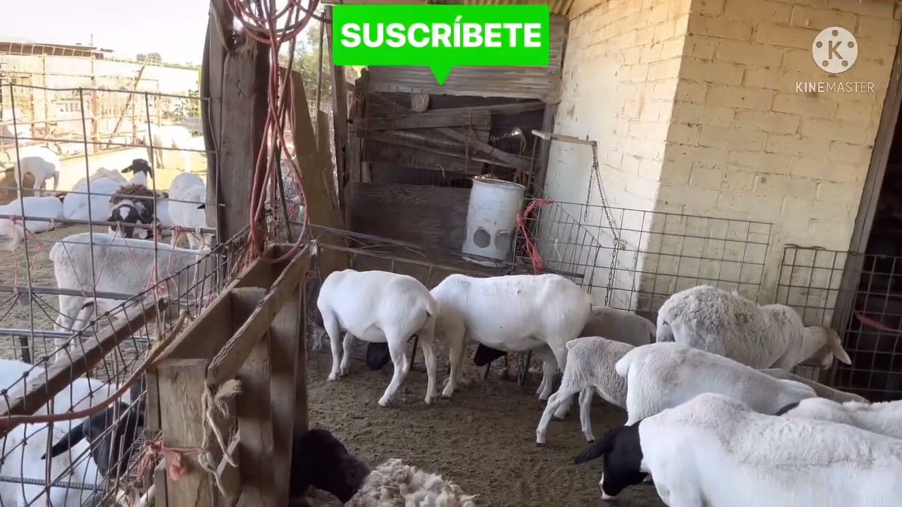 QUE HACER EN CRECIMIENTO DESARROLLO Y ENGORDA DE BORREGOS