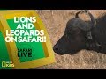 African Wildlife and Ecosystem Dynamics