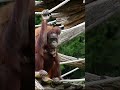 A Sweet Orangutan Couple Caught on Camera#shorts#orangutans#funnyvideo#funnyanimals