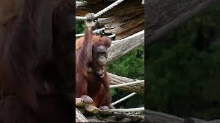 A Sweet Orangutan Couple Caught on Camera#shorst#orangutans#funnyvideo#funnyanimals