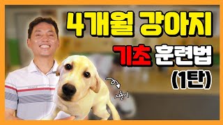 4개월 반려견 훈련법 전격공개!!! [이찬종TV EP.07]