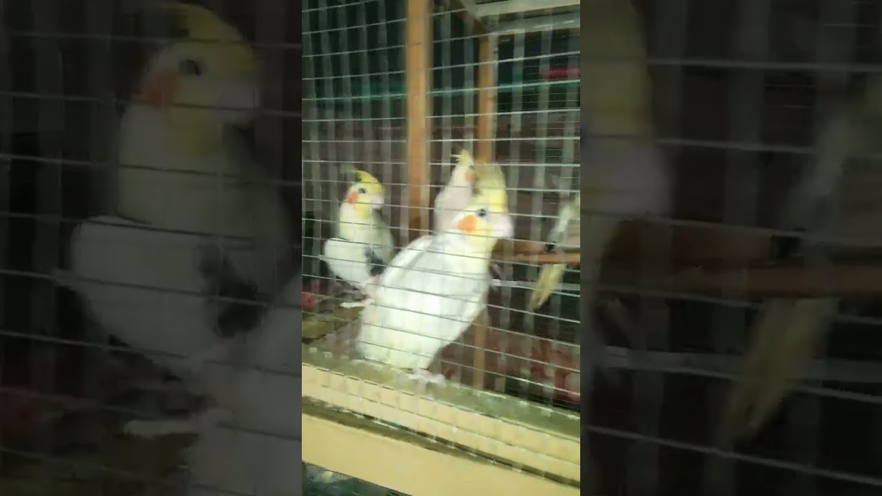 Cocktail Parrot 🦜 l #cockatiel #birds #parrot #shorts #shortvideo #shortfeed #ytshorts #viral