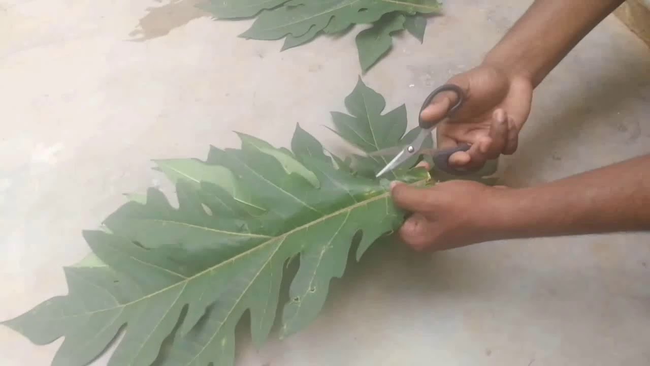 Amazing cactus pot using leafs and cement