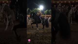 Rancho Salas en La Fiesta anual. #iconlens #caballosbailadores #frisones #fiesta #rancho