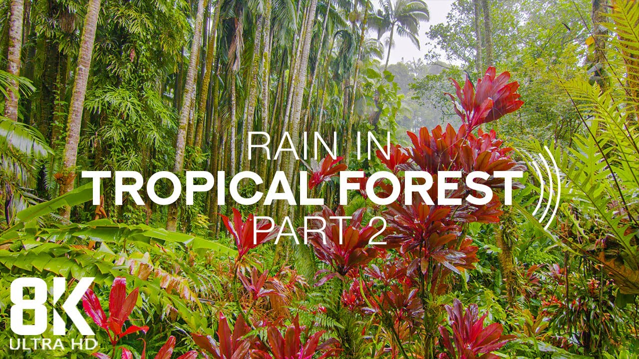 8K Tropical Rainforest - 8 HOURS of Relaxing Rain Sounds and Tropical Birds Chirping - Part  2