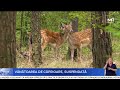 Ministerul Mediului suspendă ordinul privind recoltarea căprioarelor și anunță consultări publice