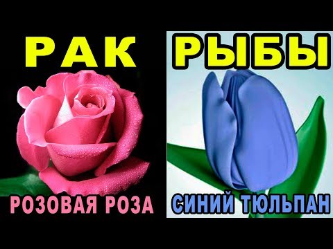 Какой Ты Цветок по Знаку Зодиака? Цветочный Гороскоп по Дате Рождения | Цветы на 8 Марта 🌸