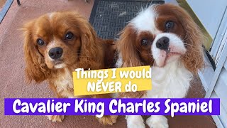 Things I Would NEVER Do | Cavalier King Charles Spaniel by Sydney Francia 1,393 views 10 months ago 12 minutes, 1 second