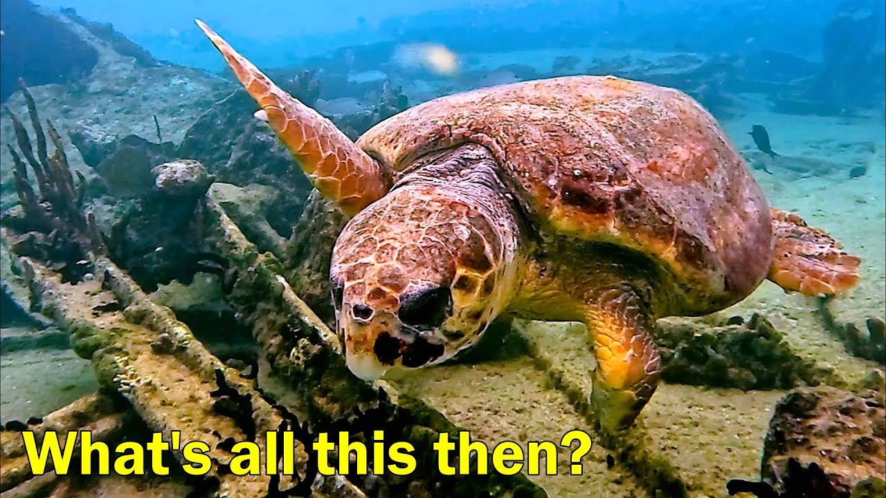 More Creatures at The Sugar Wreck - Tiger Beach Bahamas Aggressor, Thursday April 10, Dive 5