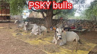 ఆవులం పల్లె సీనియర్ విభాగానికి PSKY bulls