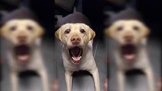 The dog grab my food: WoW Wonder Pets！#1🐱🐶❤️