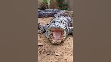 dangerous crocodiles #pythons #how #wild #wild #sloth #rats #frog #reptileshow #lizards #hedgehogs