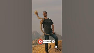 😱🥺♥️ Punita playing with very dangerous venomous cobra snake 😱 #snakerescue #saveanimals #wildlife