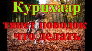 Курцхаар тянет поводок на улице что делать