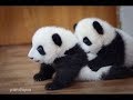 赤ちゃんパンダのイチャイチャが可愛い瞬間💓【パンダシャンシャンチャンネル】Baby panda is cute