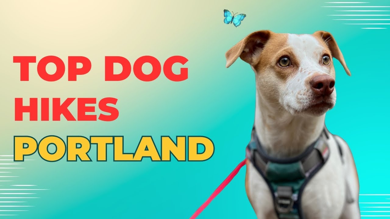 Portland Dog Hike Guide 2025 • Our Favorite Pet-Friendly Hikes 
