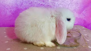 1 Month Old White Baby Bunny Eating Hay by Bunny Love 5,449 views 2 years ago 6 minutes, 37 seconds